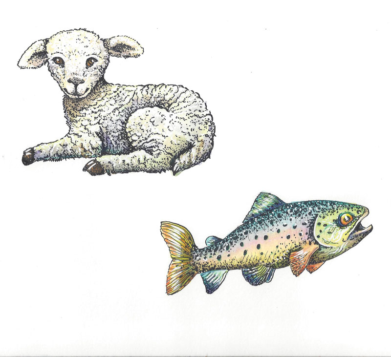 flo kanban illustration jeunesse poisson agneau truite