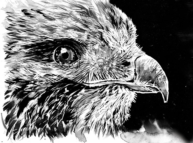 flo kanban illustration jeunesse aigle