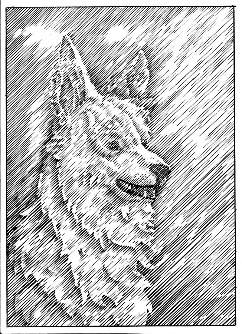 flo kanban illustration jeunesse trait anglais chier berger blanc