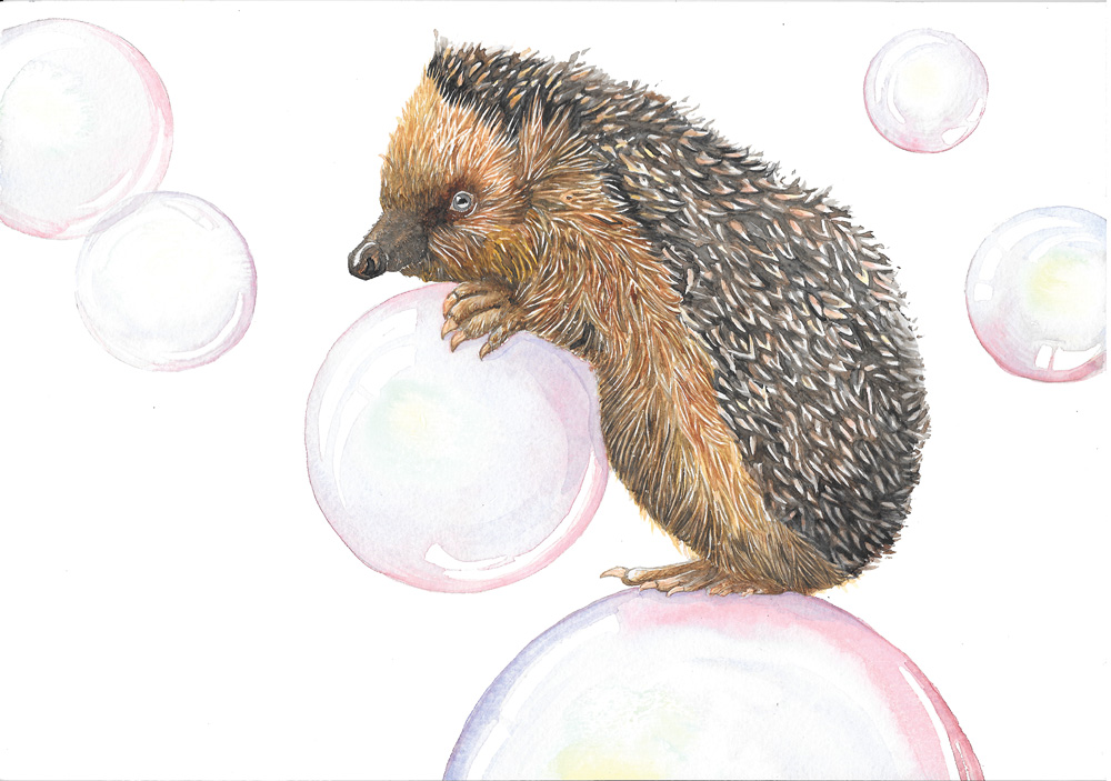 flo kanban illustration jeunesse herisson