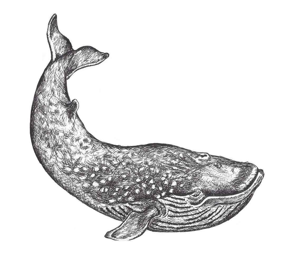 Flo kanban illustration jeunesse Baleine