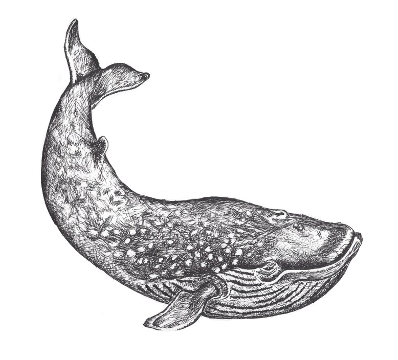 Flo kanban illustration jeunesse Baleine