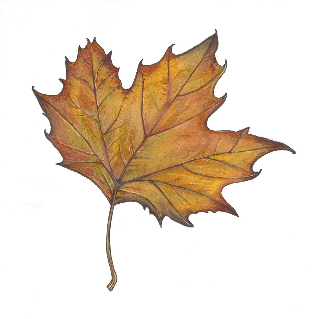 Flo kanban illustration jeunesse feuille de platane