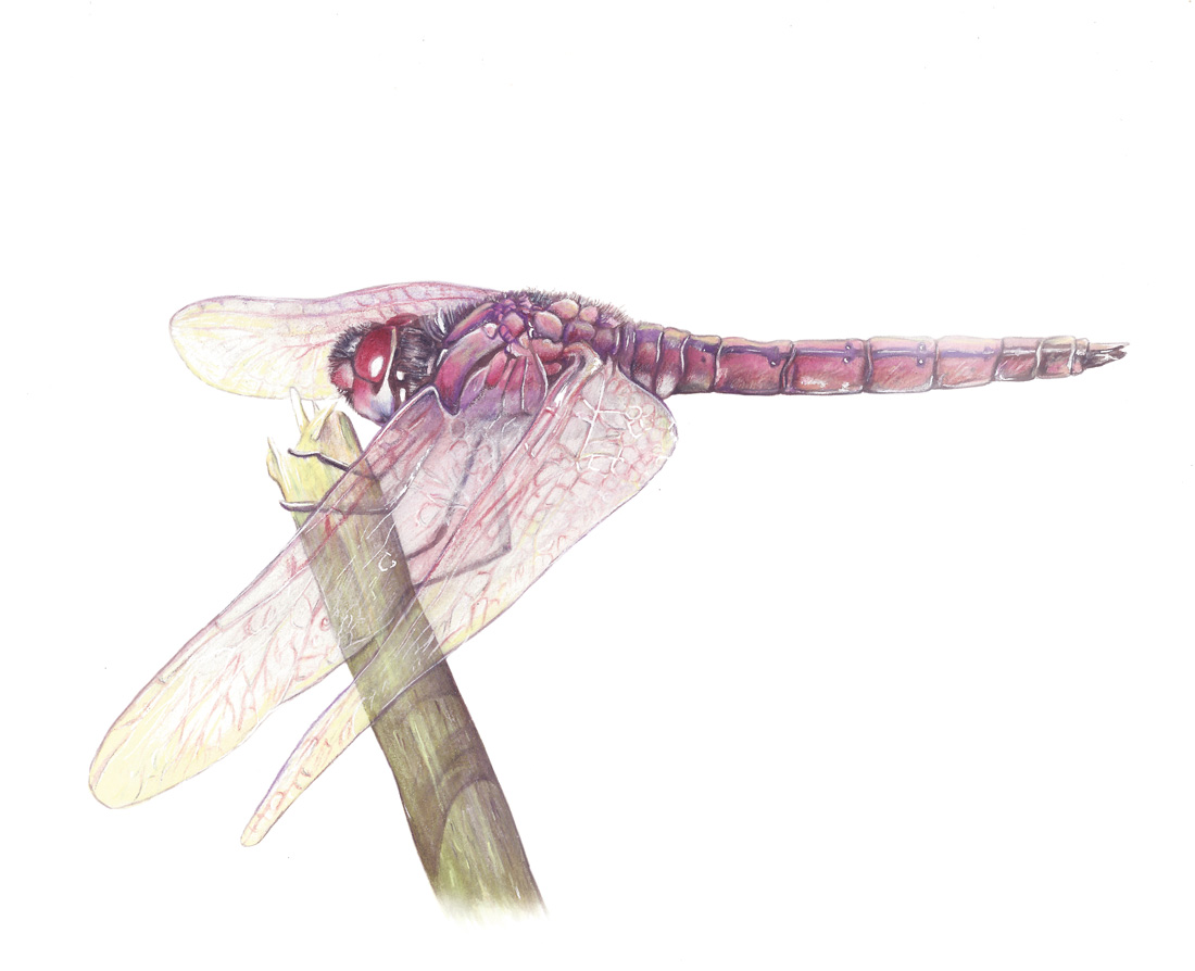 Flo kanban illustration jeunesse Libellule