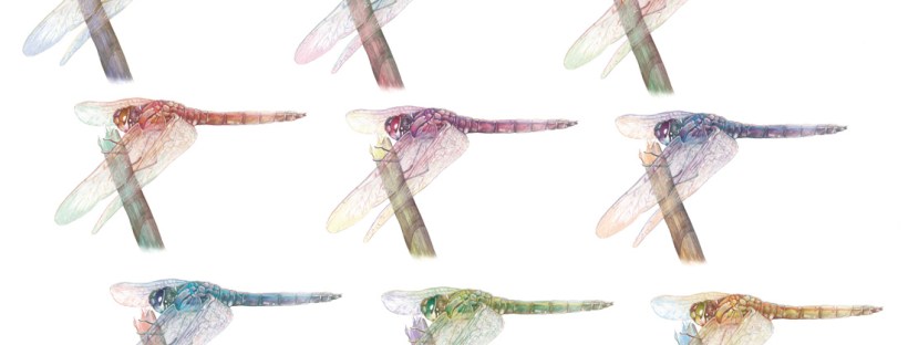 Flo kanban illustration jeunesse libellule pop art