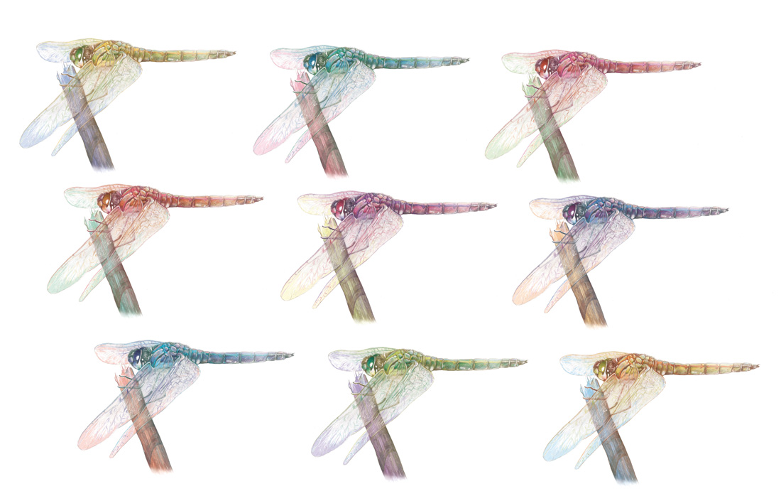 Flo kanban illustration jeunesse libellule pop art