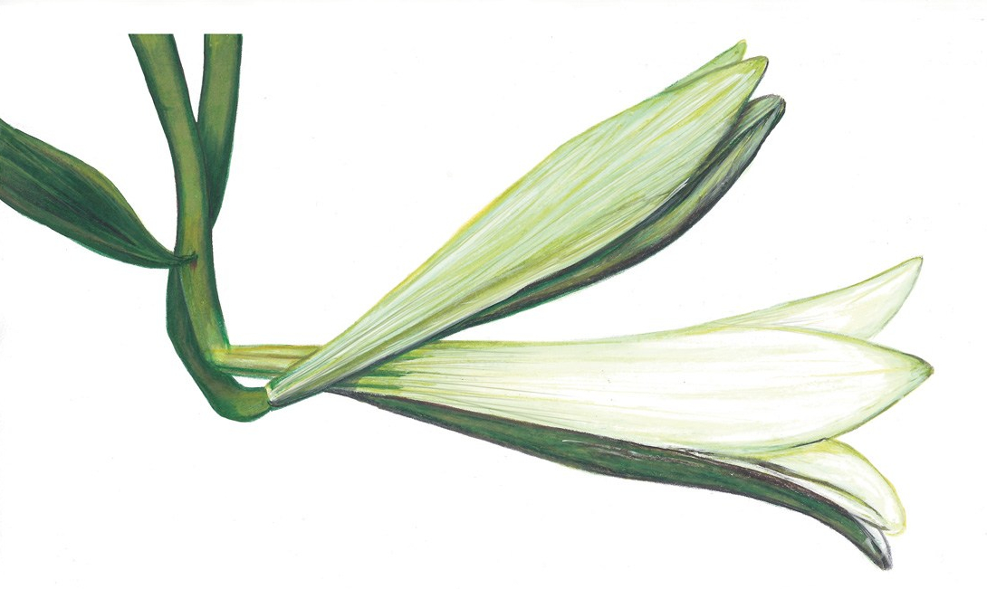 Flo kanban illustration jeunesse Lys