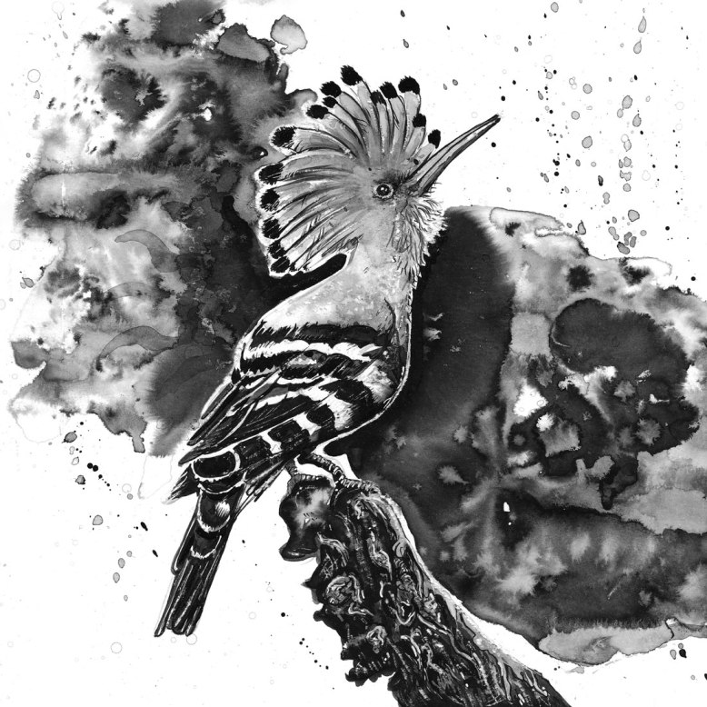 Flo_Kanban_illustratrice_N&B_encre_Huppe-fasciée