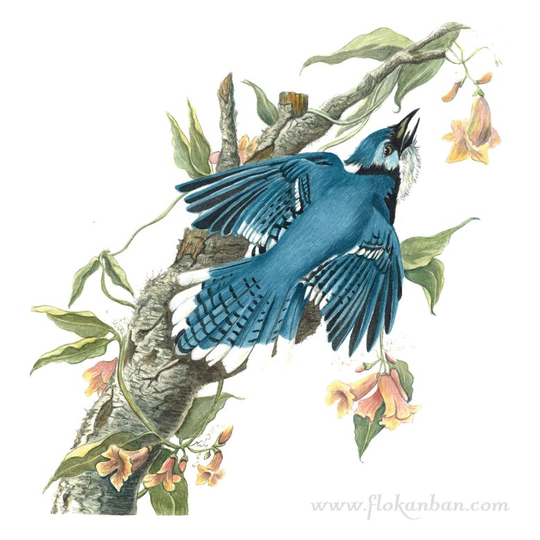 Flo_Kanban_illustratrice_Gaie-bleu