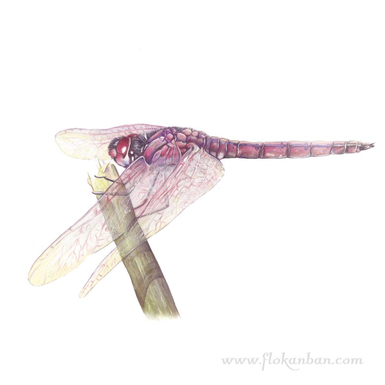 Flo_Kanban_illustratrice_Libellule