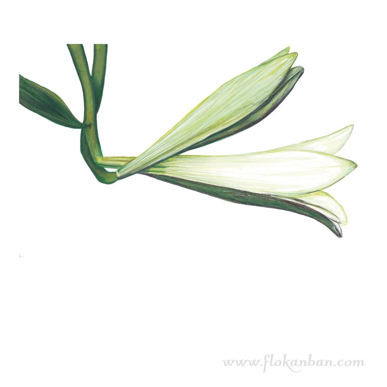 Flo_Kanban_illustratrice_Lys